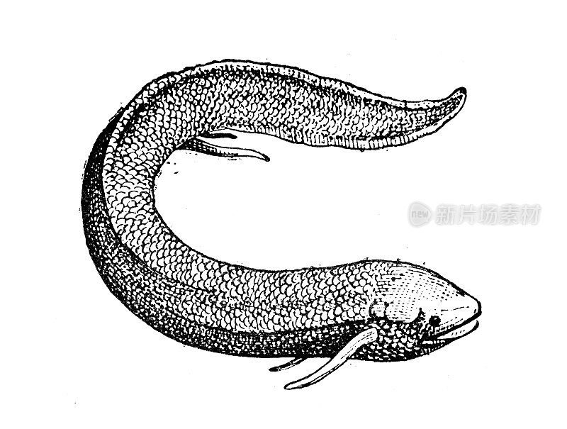 仿古插图:南美肺鱼(Lepidosiren paradoxa)